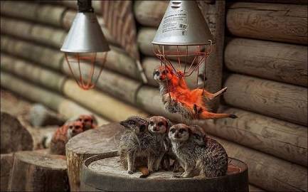 Trade Non Farm Payrolls Options on Trading Platforms