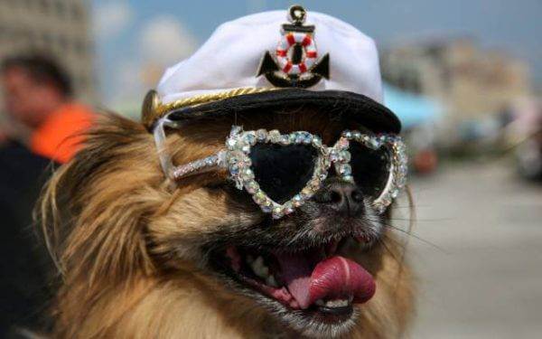 Alternation is a simple and profitable strategy for binary option platform