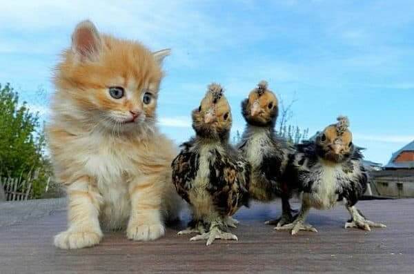 Averaging strategy for binary options based on CME reports