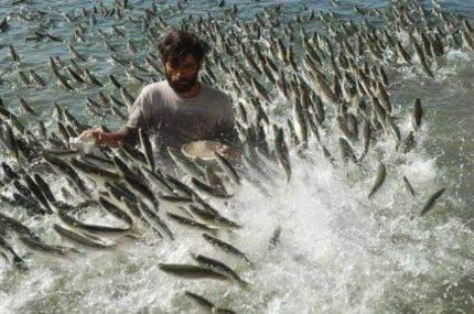 How to Apply Pivot Points in Binary Options