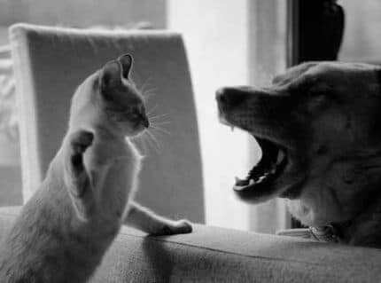 Averaging strategy for binary options based on CME reports