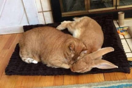 Averaging strategy for binary options based on CME reports