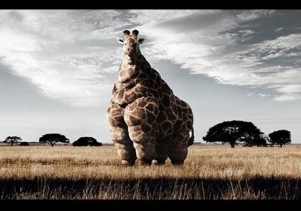 Is IQ Option a scam? Review. Official website IQ Option