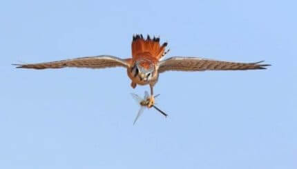 Is Binomo a scam? Review. Official website Binomo