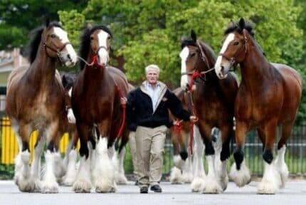 Is Binomo a scam? Review. Official website Binomo